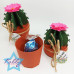 CAJA CACTUS REDONDO